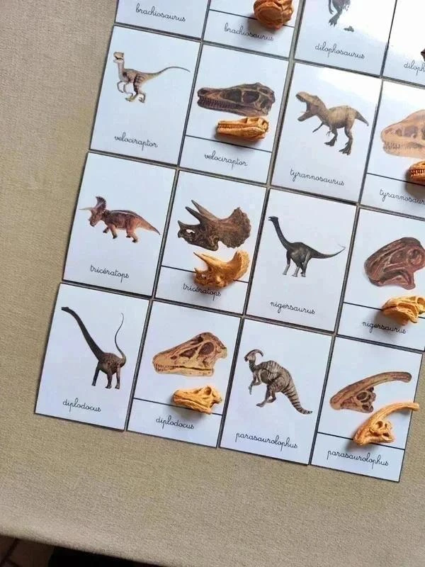 Kit benamingen van dinosaurussen met schedels Montessori – photo 4